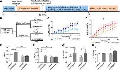 <mark class="highlighted">Olanzapine</mark>-induced lipid disturbances: A potential mechanism through the gut microbiota-brain axis
